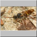 Nomada panzeri - Wespenbiene w03b 7-8mm - Sandgrube Niedringhaussee det.jpg